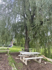 Salix babylonica