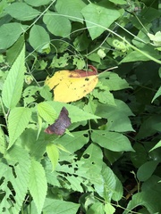 Pyrginae