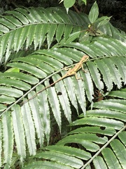Diploderma polygonatum xanthostomum