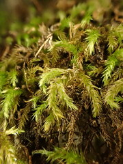 Plasteurhynchium striatulum