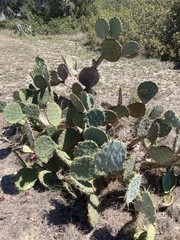 Opuntia lindheimeri