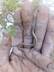 Thamnophis proximus rubrilineatus