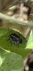 Bagrada hilaris
