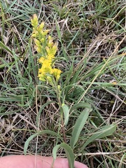 Solidago missouriensis