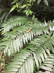 Diploderma polygonatum xanthostomum