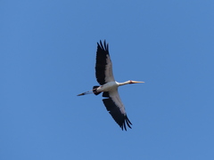 Mycteria ibis