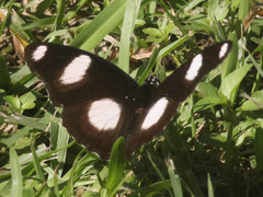 Hypolimnas misippus