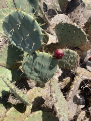 Opuntia lindheimeri