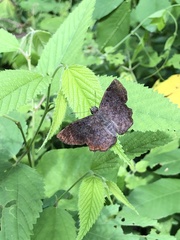 Pyrginae