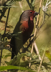 Lagonosticta rubricata