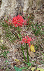 Lycoris radiata