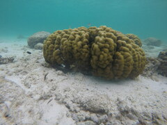 Porites