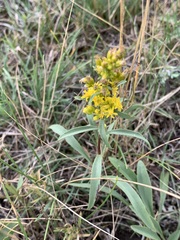 Solidago missouriensis