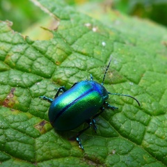 Oreina cacaliae