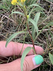 Solidago missouriensis