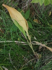 Allium microdictyon
