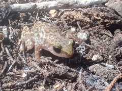 Eleutherodactylus marnockii