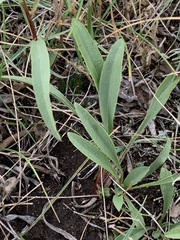 Solidago missouriensis