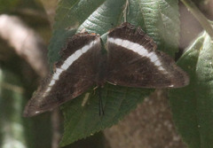 Eurytela hiarbas