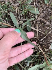 Solidago missouriensis