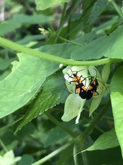 Oncopeltus spectabilis