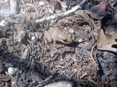 Eleutherodactylus marnockii