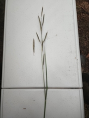 Sporobolus pumilus