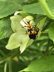 Oncopeltus spectabilis