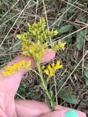 Solidago missouriensis