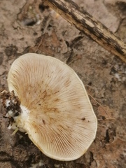 Crepidotus