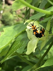 Oncopeltus spectabilis