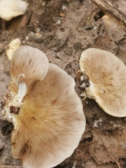 Crepidotus