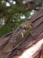 Neotibicen latifasciatus