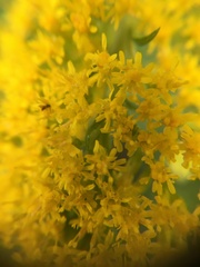 Solidago gigantea