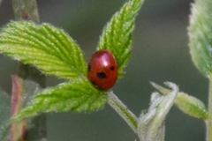 Coccinella quinquepunctata