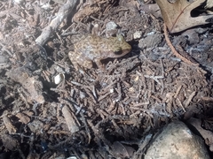 Eleutherodactylus marnockii