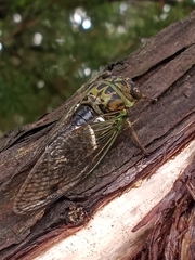 Neotibicen latifasciatus
