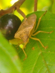 Pentatomoidea