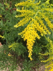 Solidago gigantea