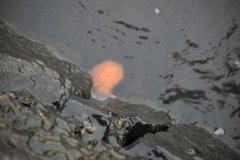 Littorina