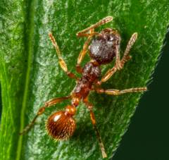 Myrmica rubra
