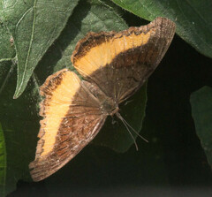 Eurytela dryope angulata