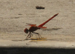 Trithemis kirbyi