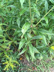 Solidago gigantea