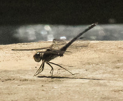 Diplacodes lefebvrii