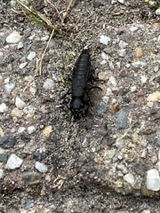 Ocypus olens