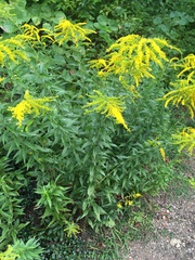 Solidago gigantea