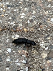Ocypus olens