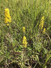 Solidago speciosa