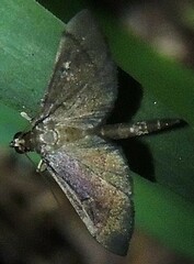 Almonia